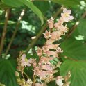 Neillia thibetica fleur P1D